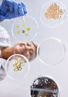 Buy stock photo Petri dish, sample and science, ecology and leaves with soil, agriculture and environment, scientist person and low angle. Research, sustainable and investigation, scientific test in lab and future