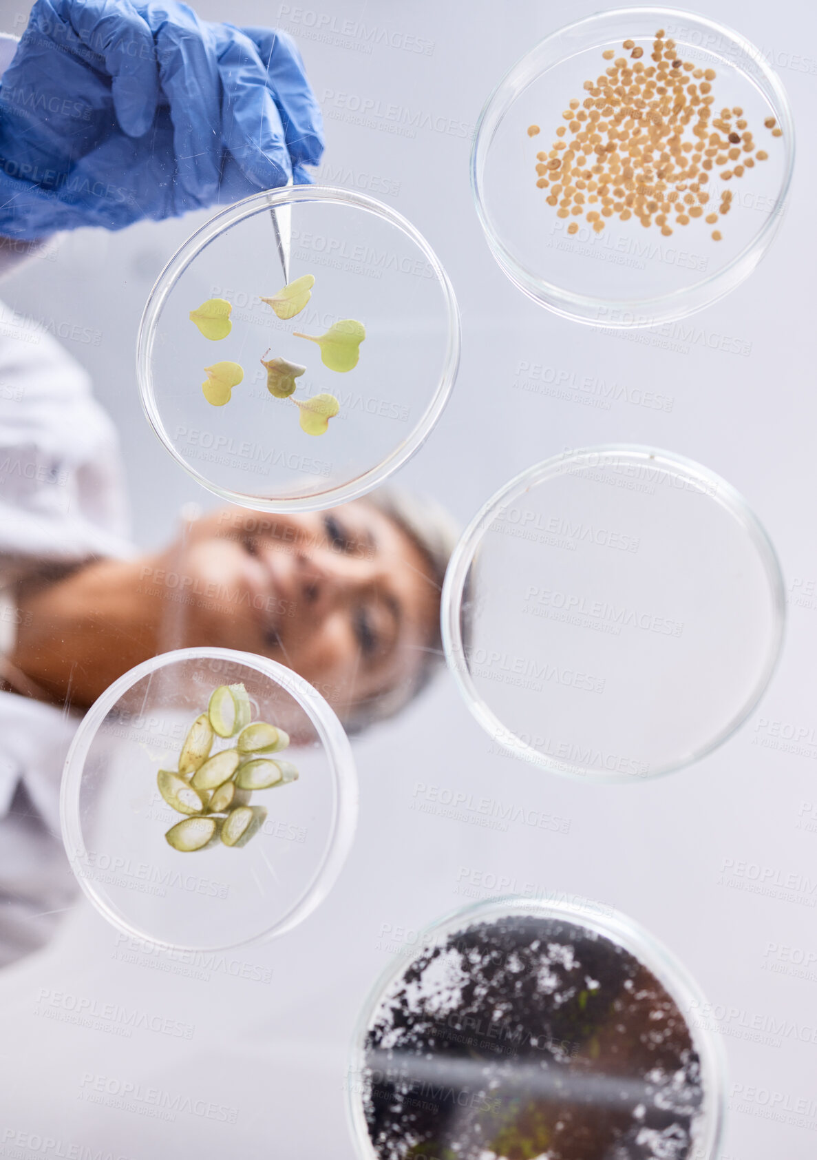 Buy stock photo Petri dish, sample and science, ecology and leaves with soil, agriculture and environment, scientist person and low angle. Research, sustainable and investigation, scientific test in lab and future