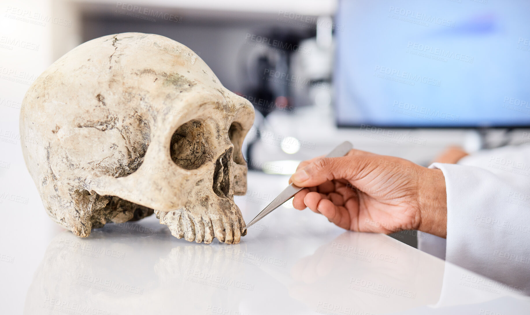 Buy stock photo Forensic, science and person with skull in lab to study, test or analyze anatomy for medical or history research in dna. Human, skeleton and education with head or bone on table with scientist hands