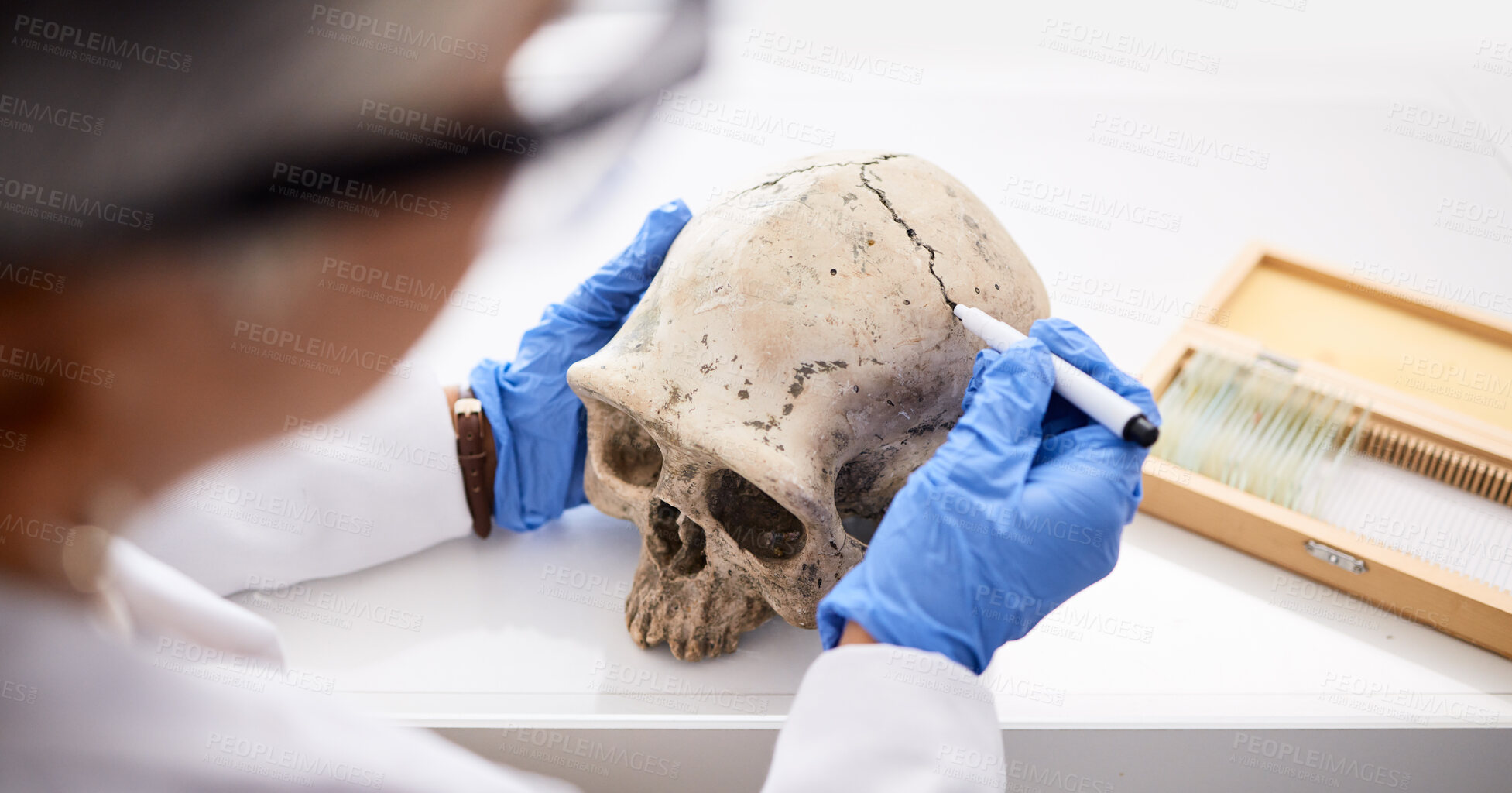 Buy stock photo Science, professional and person with skull in hand for analysis or research for medical history in laboratory. Anatomy, human skeleton and dna evidence of bone or head for forensic study or lab test