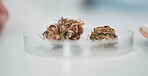 Science, petri dish and marijuana analysis in laboratory for scientific study, cannabis review or medical research. Cbd, sample and weed bud check for growth experiment on blurred background in lab
