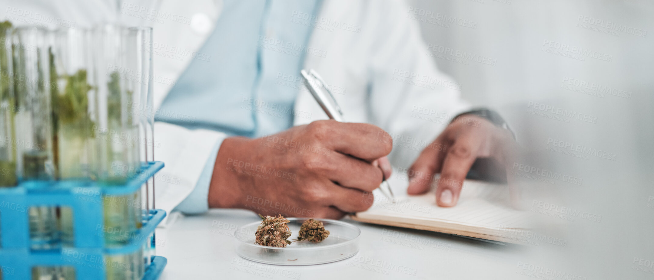 Buy stock photo Science, cannabis research and man writing notes in laboratory, cbd and marijuana for medical innovation. Weed, lab analytics and 420, scientist with pharmaceutical study in plants and agriculture.