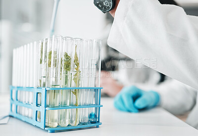 Buy stock photo Science, research and test tube with leaves in biotech laboratory, vaccine solution or medical innovation. Healthcare, lab analytics and medicine, scientist with pipette in pharmaceutical plant study