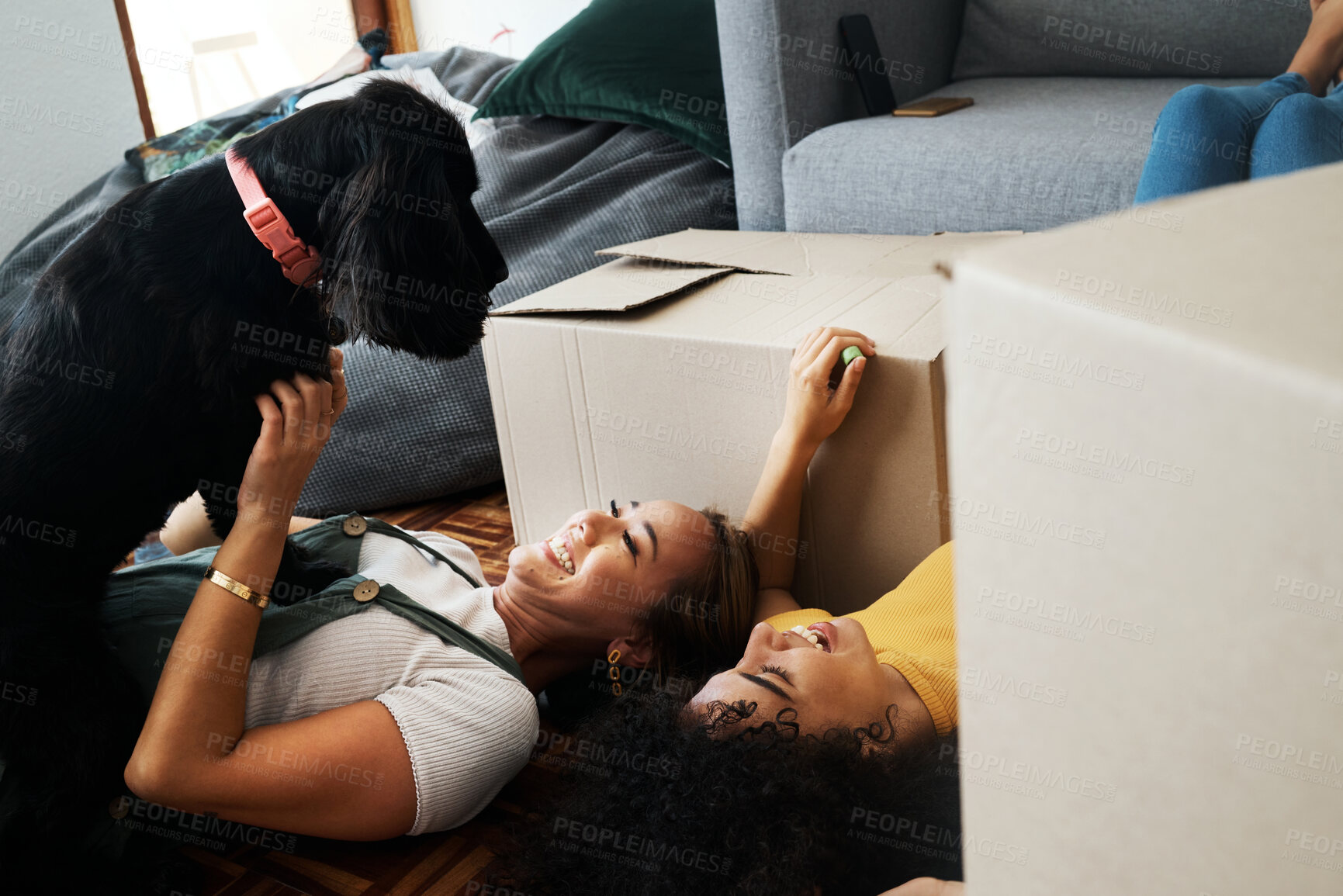 Buy stock photo Moving, boxes and couple with a dog in home, living room or women relax together on floor bonding with puppy or pet. New house, happiness or people with love for animal and investment in property