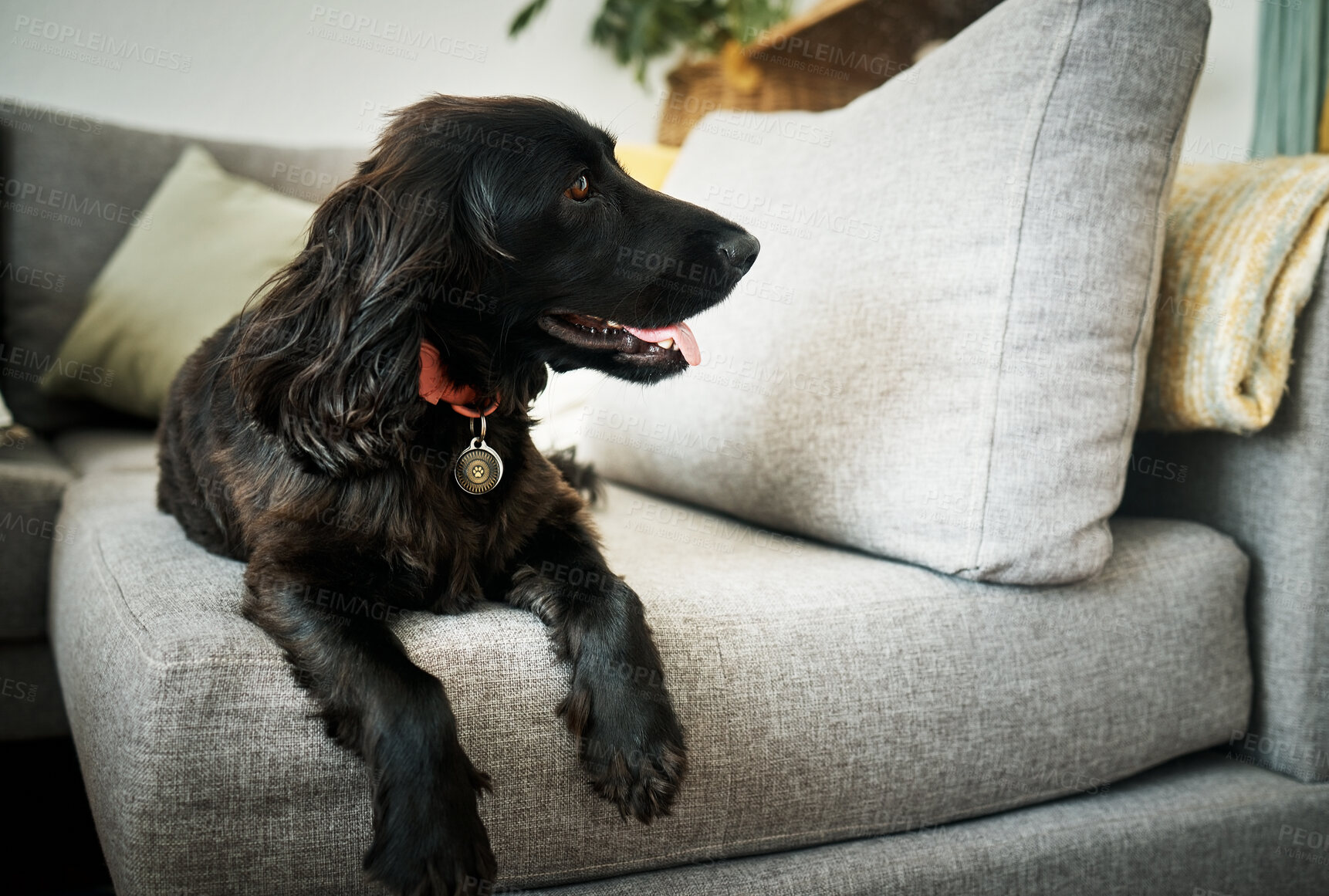 Buy stock photo Relax, loyalty and a dog on a sofa in the living room of their home as a domestic pet or companion. Couch, lounge and a cute cocker spaniel waiting in a house with trust while lying on furniture