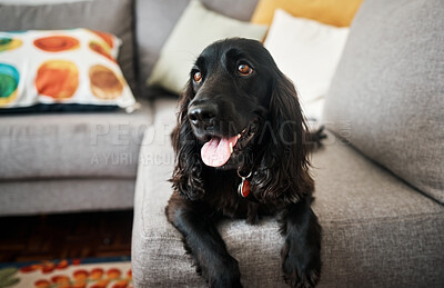 Buy stock photo Relax, cute and a dog on a sofa in the living room of their home as a domestic pet or companion. Couch, lounge and a loyal cocker spaniel waiting in a house with trust while lying on furniture