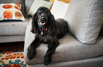 Buy stock photo Relax, loyalty and a pet dog on a sofa in the lounge of a home as a domestic pet or companion. Couch, living room and a cute cocker spaniel waiting in a house with trust while lying on furniture