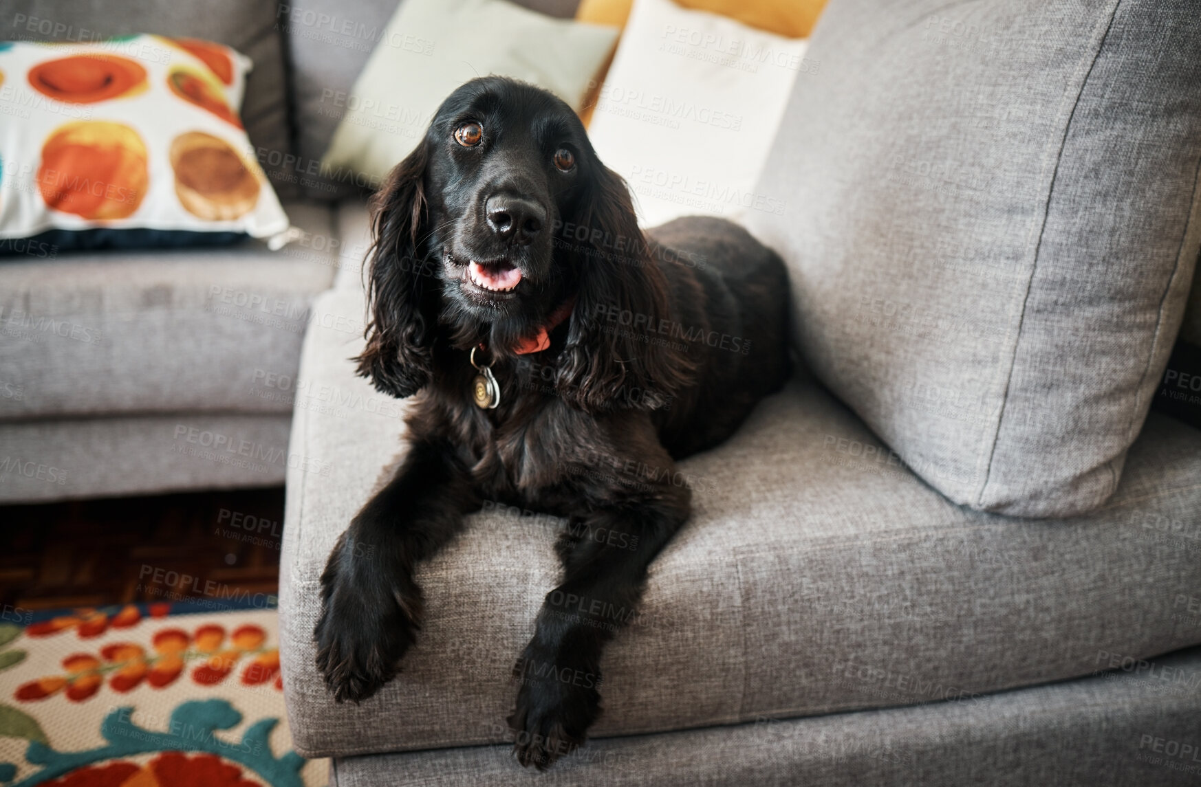 Buy stock photo Relax, loyalty and a pet dog on a sofa in the lounge of a home as a domestic pet or companion. Couch, living room and a cute cocker spaniel waiting in a house with trust while lying on furniture