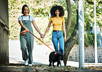 Happy, holding hands and lesbian couple walking with dog in city street for exercise, bonding and fun. Love, animal and interracial young gay women in town road with pet puppy for fresh air together.