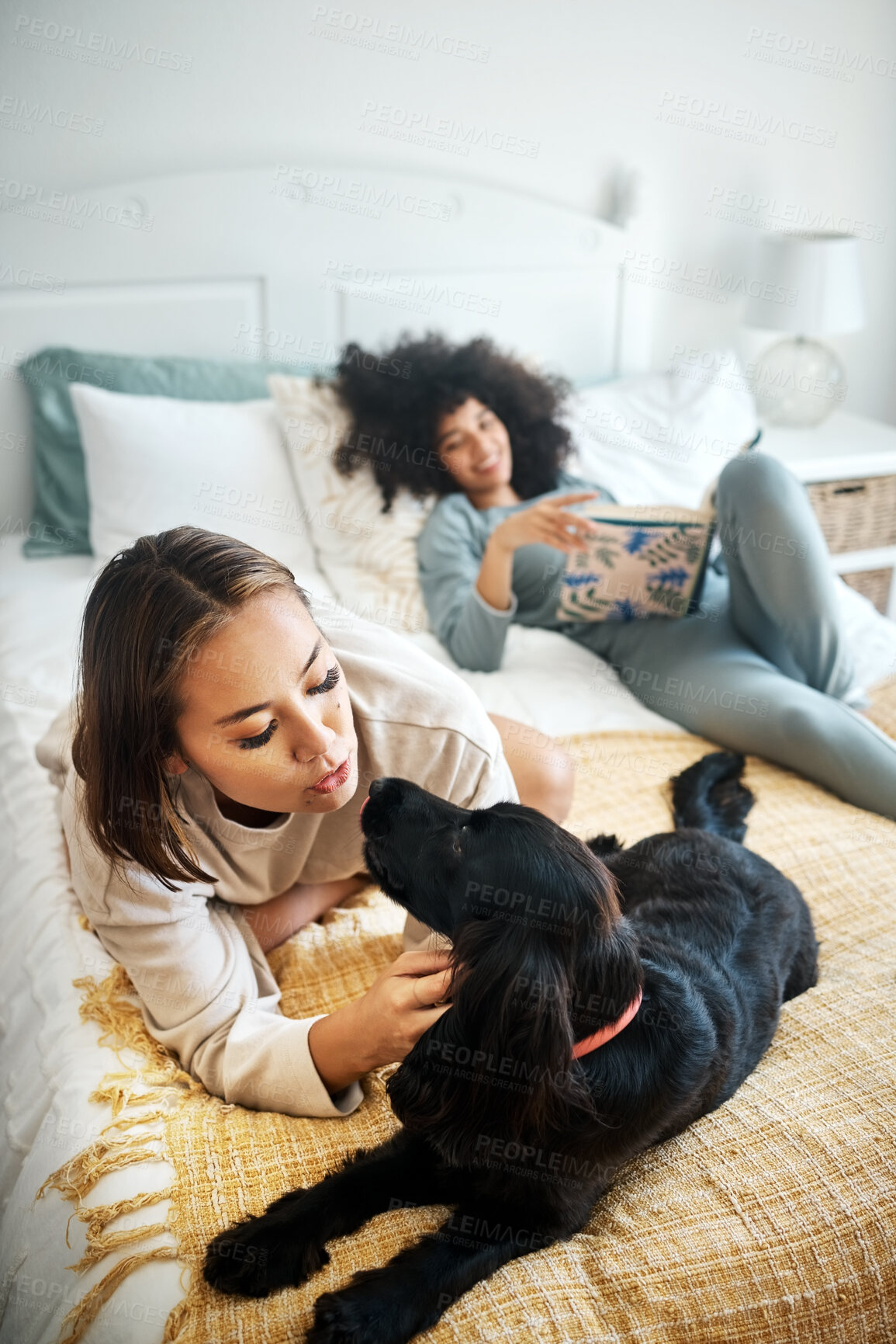 Buy stock photo Lgbt, relax and lesbian couple on a bed with their dog happy, playing and bonding at home together. Puppy, love and asian woman with cocker spaniel pet in a bedroom chilling with weekend freedom