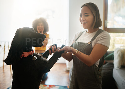 Buy stock photo Happy, dance and woman with dog in home, living room and teaching or learning a trick in development or growth in apartment. Training, pet and people in house with cocker spaniel, animal or bonding