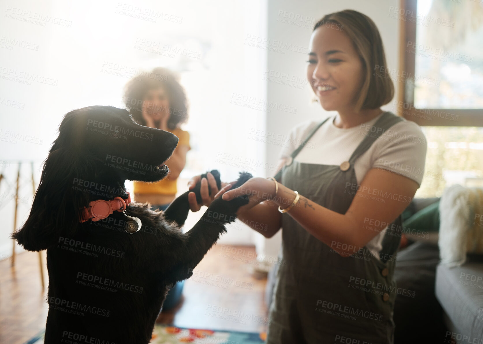 Buy stock photo Happy, dance and woman with dog in home, living room and teaching or learning a trick in development or growth in apartment. Training, pet and people in house with cocker spaniel, animal or bonding