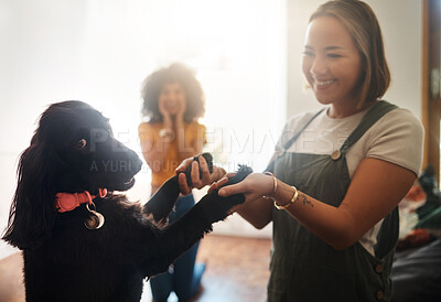 Buy stock photo Happy, dance and dog with woman in home, living room and teaching or learning a trick in development or growth in apartment. Training, pet and people in house with cocker spaniel, animal and bonding