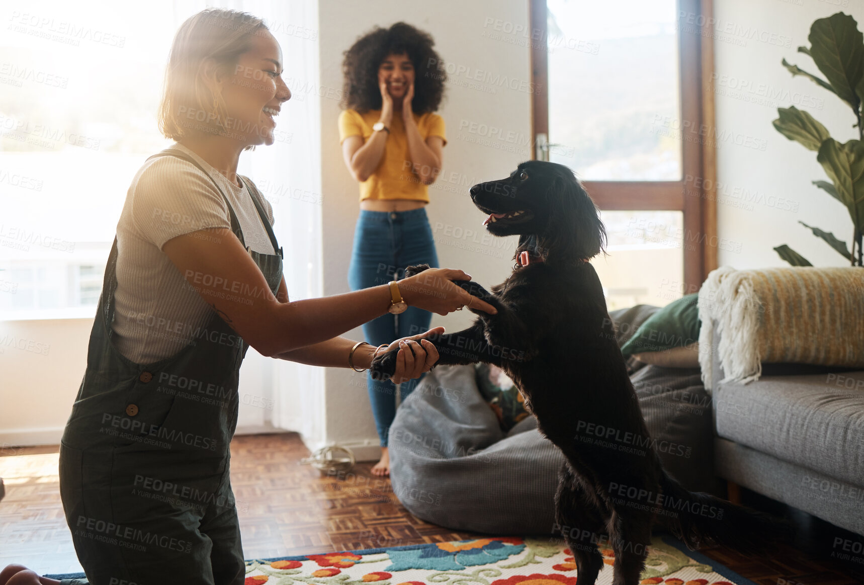 Buy stock photo Woman, dance and happy dog in home, living room and teaching or learning a trick in development or growth in apartment. Training, pet and people in house with cocker spaniel, animal or bonding