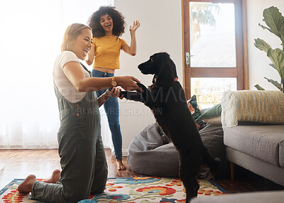 Buy stock photo Teaching, trick and woman with a dog in home, living room and celebration of learning, development or growth in apartment. Training, pet and people in house with cocker spaniel, animal or dancing