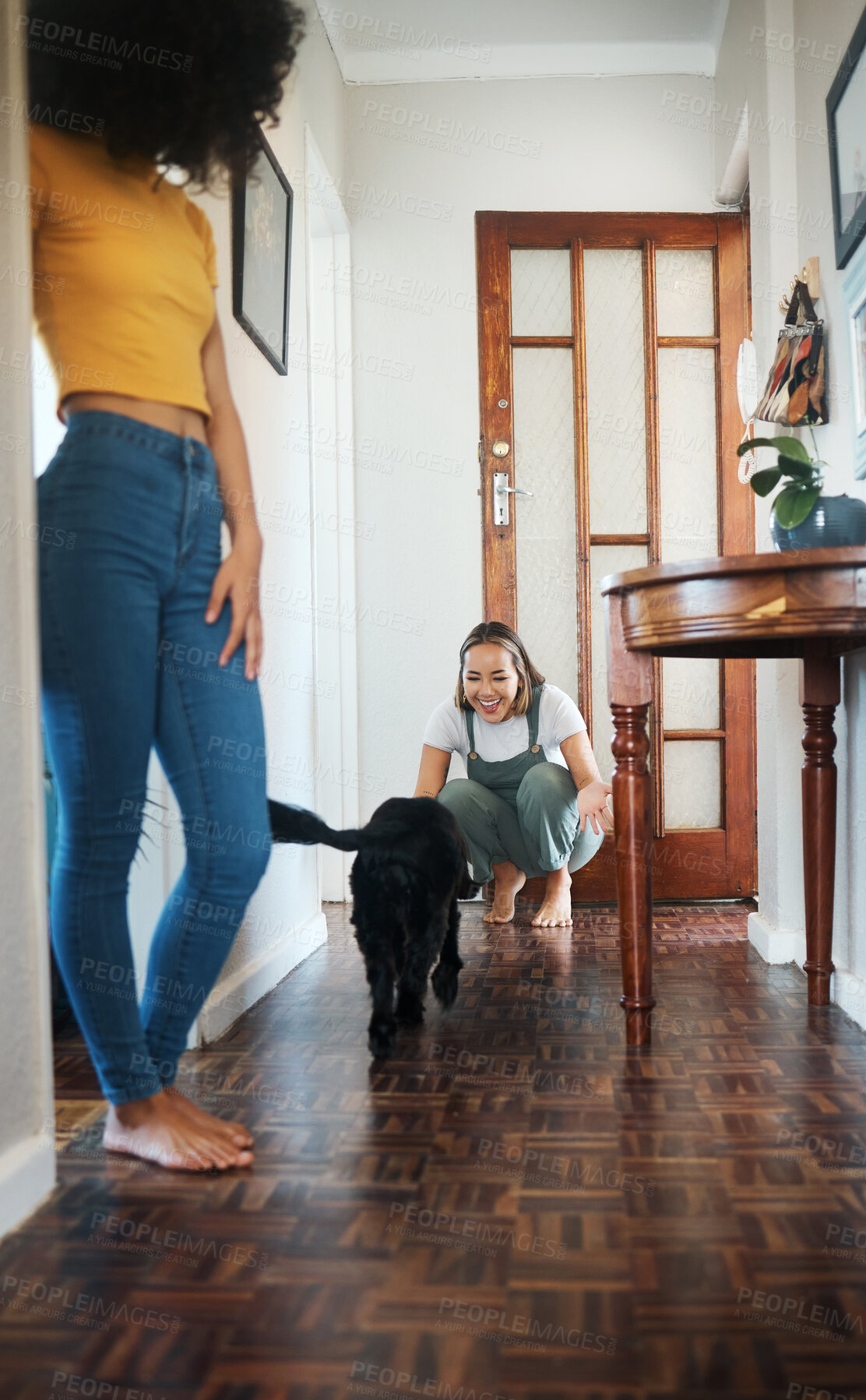 Buy stock photo Dog, house and happy lesbian couple play, bonding or having fun together. Pet, gay women smile with animal  in hallway and care in healthy relationship, love connection and lgbt people in home