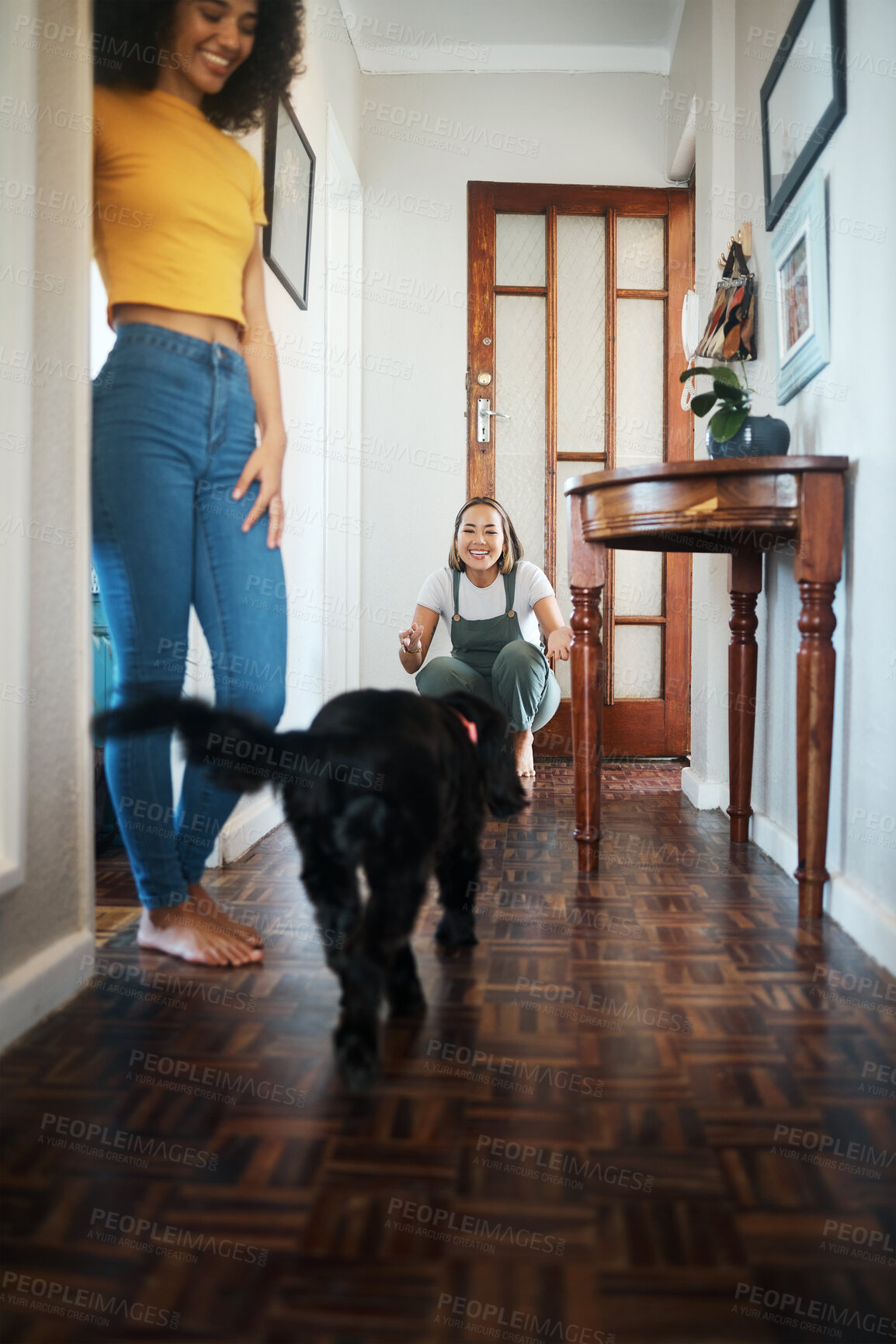 Buy stock photo Dog, home and happy lesbian couple play, bonding or having fun together. Pet, gay women smile with animal running in hallway and care in healthy relationship, love connection and lgbt people in house