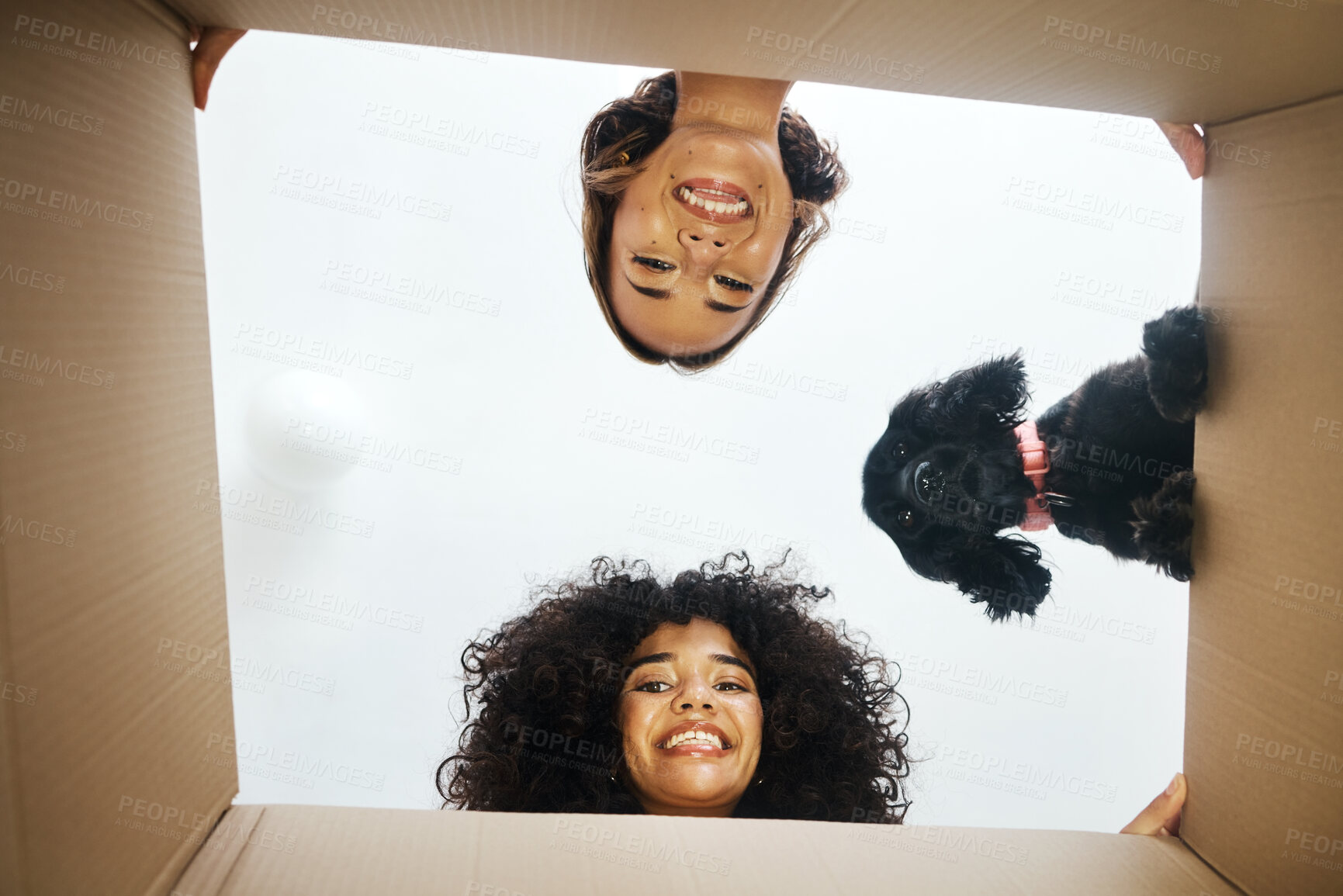 Buy stock photo Portrait, happy and lesbian couple with dog and box for moving, unpacking or a new house from below. Love, home and lgbt women with pet and package for packing, real estate or relocation to apartment