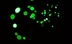 Green light, bokeh and shine on dark background on a mockup space. Blur, black backdrop and defocused dots, sparkle or glitter glow at night for Christmas, holiday or party with magic color wallpaper