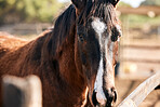 Calm, horse and portrait outdoor on farm, countryside or nature in summer with animal in agriculture or environment. Stallion, pet or mare pony at stable fence for equestrian riding or farming