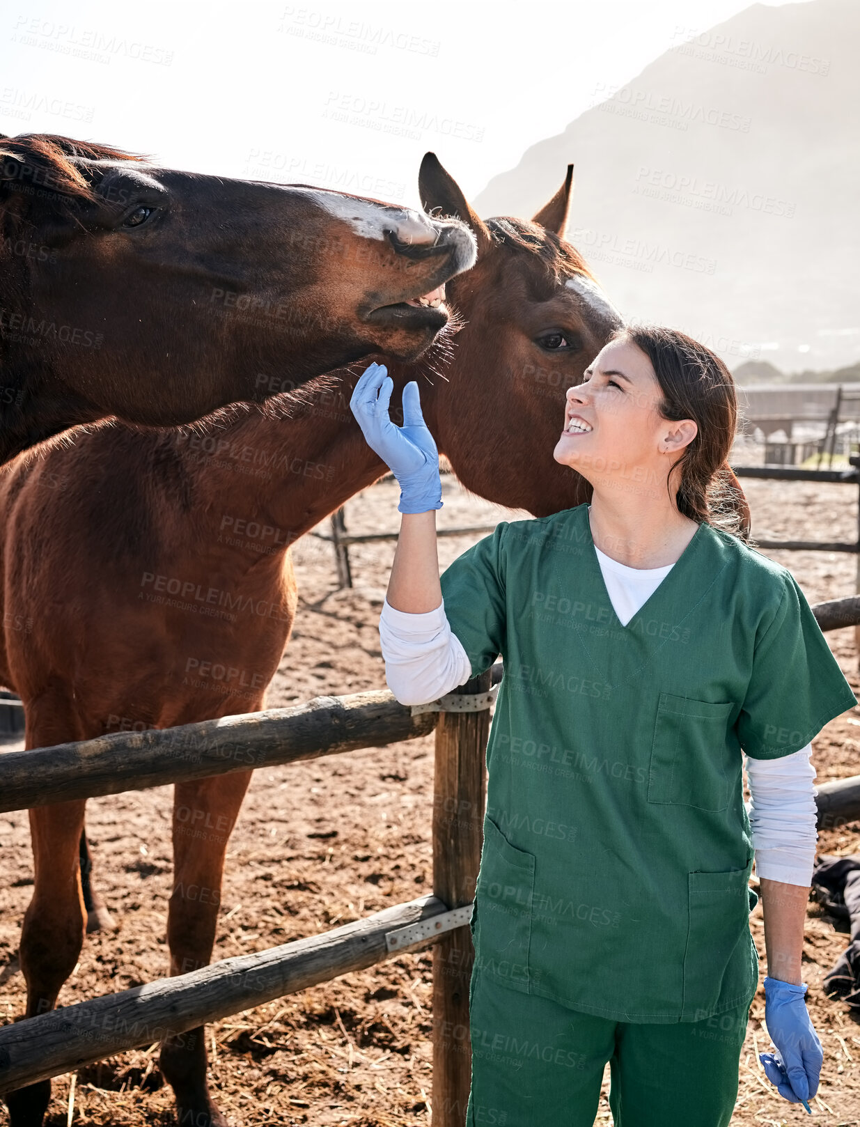 Buy stock photo Vet, ranch and doctor with care for horse for medical examination, research and health check. Healthcare, animal care and happy woman nurse on farm for inspection, wellness and veterinary treatment