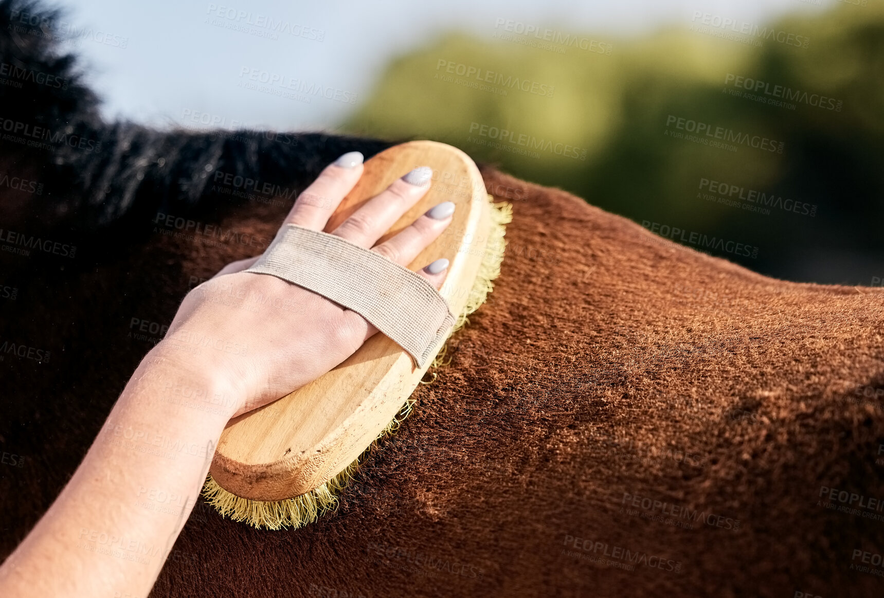 Buy stock photo Horse, cleaning and person with brush on ranch for animal care, farm pet and grooming in countryside. Farming, fur and hands with stallion for brushing mane for wellness, healthy livestock or hygiene