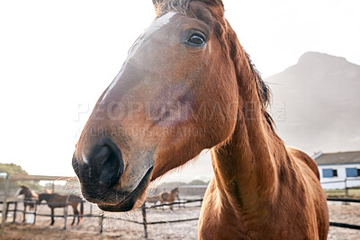 Horse, closeup and portrait outdoor on farm, countryside or nature in summer with animal in agriculture or environment. Stallion, pet or mare pony at stable fence for equestrian riding or farming