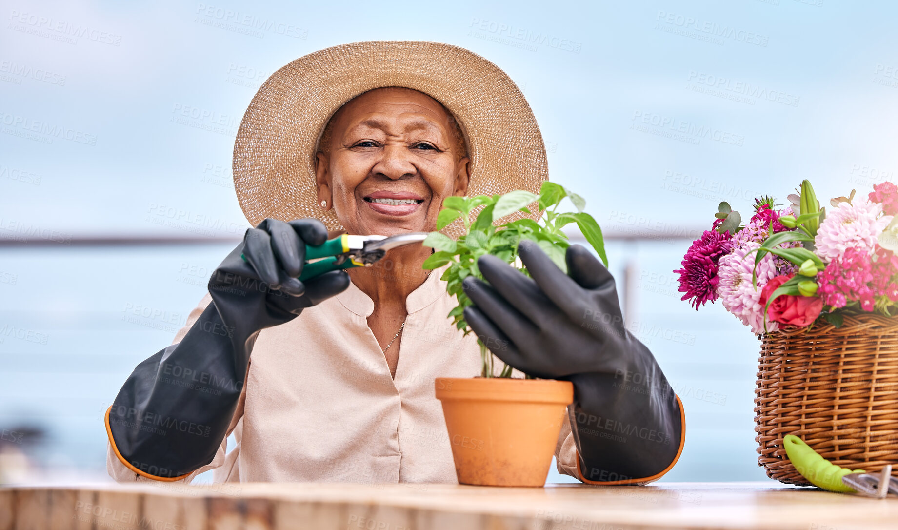 Buy stock photo Agriculture, senior and black woman with plant in garden and happiness outdoor in nature for spring, flowers and growth. Smile, person and leaves in backyard of home for vegetable care or gardening