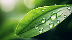 Large drops of rain water on a green leaf macro. Leaf texture in nature