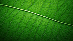 Close up texture of green leaf veins for background. Environment concept