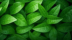 Close up texture of green leaf veins for background. Environment concept