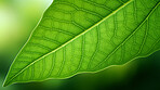 Close up texture of green leaf veins for background. Environment concept