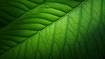 Close up texture of green leaf veins for background. Environment concept