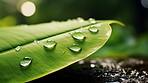 Large drops of rain water on a green leaf macro. Leaf texture in nature