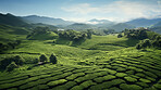 Aerial view of tea plantation landscape. Environmental for farming background