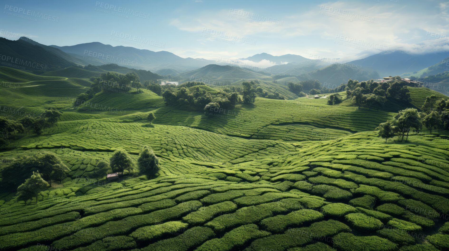 Buy stock photo Aerial view of tea plantation landscape. Environmental for farming background