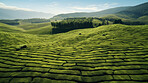 Aerial view of tea plantation landscape. Environmental for farming background