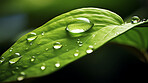 Large drops of rain water on a green leaf macro. Leaf texture in nature