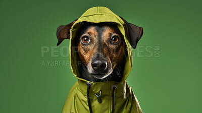 Portrait of dog wearing a jacket or raincoat on flat green background