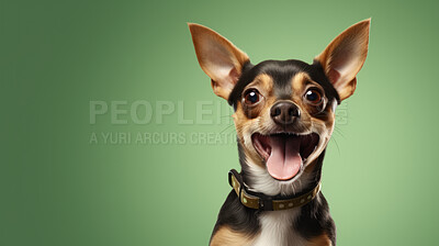 Buy stock photo Portrait of happy or excited dog. Looking and posing on flat green background