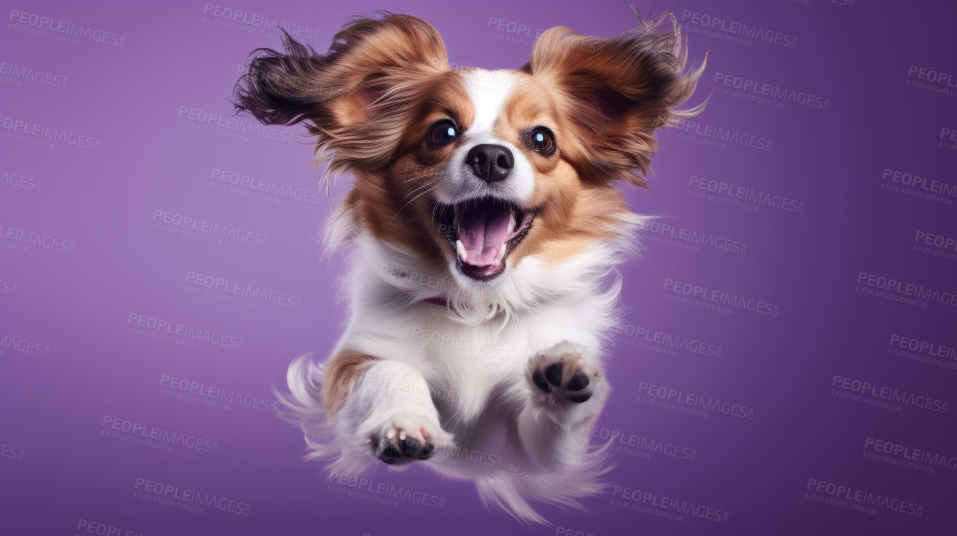 Buy stock photo Portrait of jumping happy dog. Leaping excited pose on flat purple background