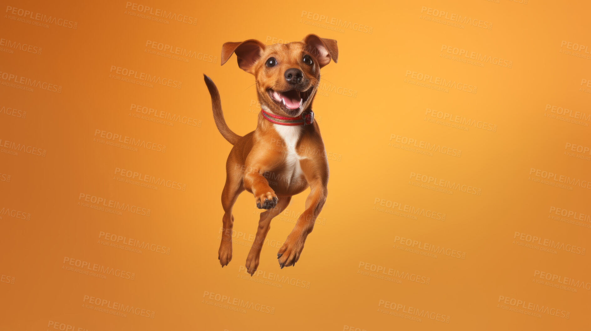 Buy stock photo Portrait of jumping happy dog. Leaping excited pose on flat yellow background