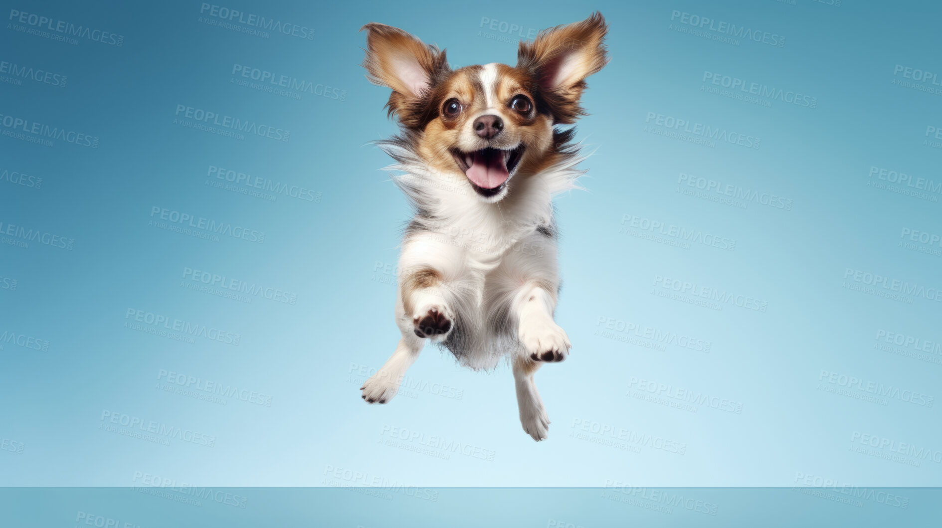 Buy stock photo Portrait of jumping happy dog. Leaping excited pose on flat blue background