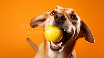 Buy stock photo Portrait of dog catching ball on orange background. Excited and playful pet