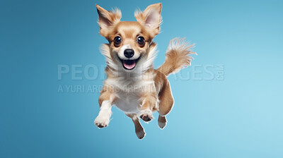 Buy stock photo Portrait of jumping happy dog. Leaping excited pose on flat blue background