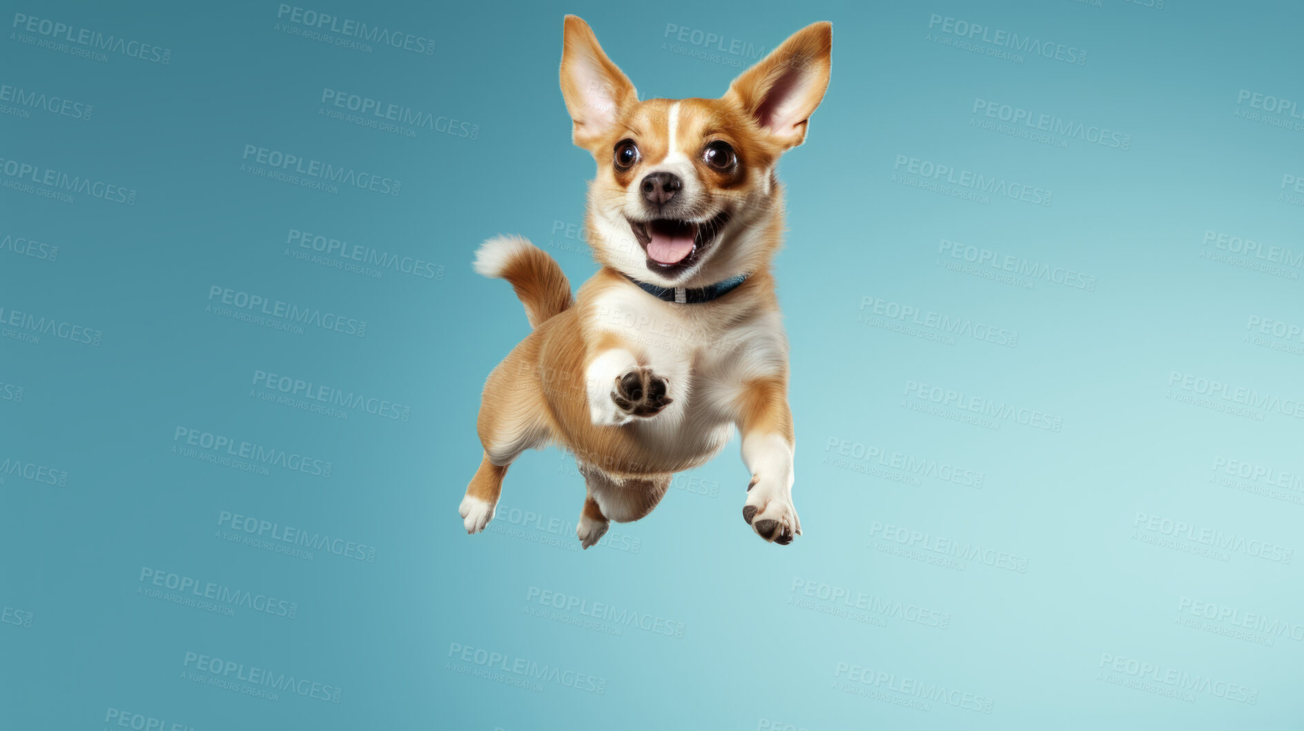 Buy stock photo Portrait of jumping happy dog. Leaping excited pose on flat blue background