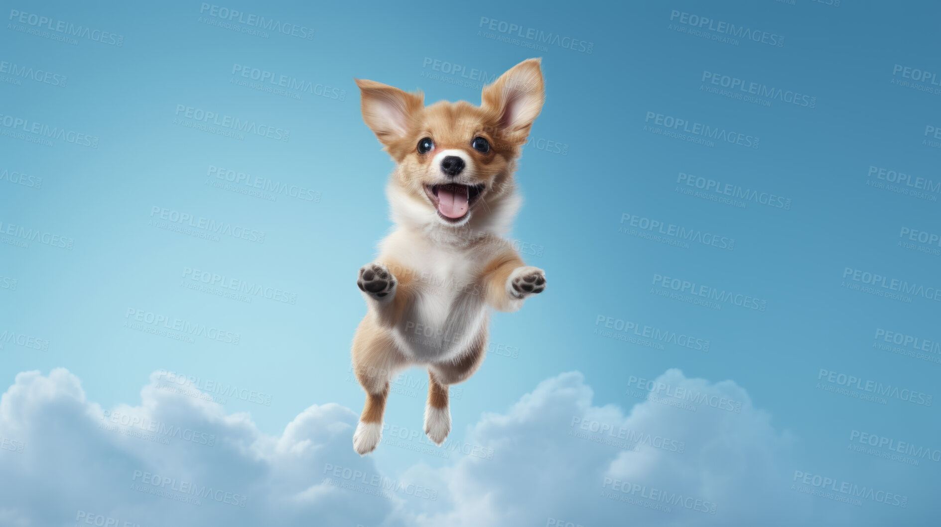 Buy stock photo Portrait of jumping happy dog. Leaping excited pose on flat blue sky background