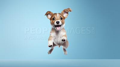 Portrait of jumping happy dog. Leaping excited pose on flat blue background