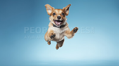 Buy stock photo Portrait of jumping happy dog. Leaping excited pose on flat blue background