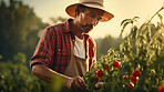 Farmer working. Harvesting vegetables or tomato at local farm.